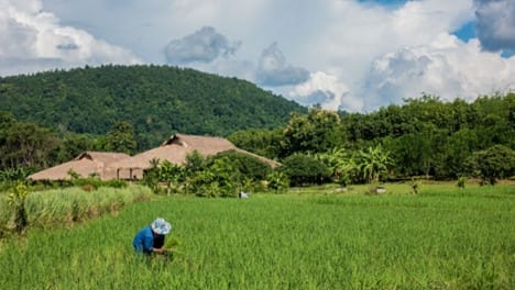 タイの産業に関する洞察－第一次産業